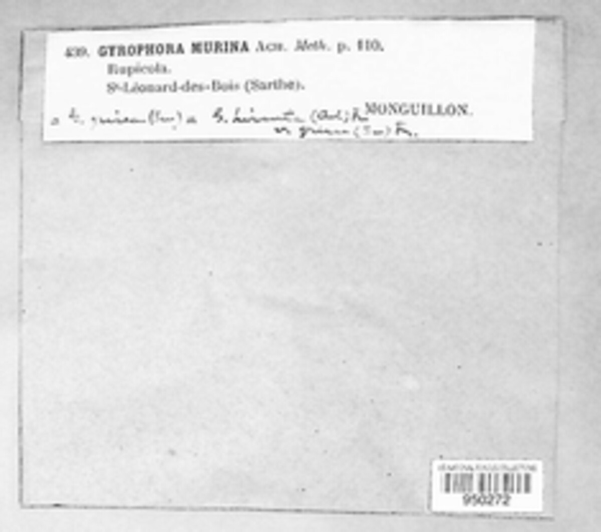 Umbilicaria hirsuta image